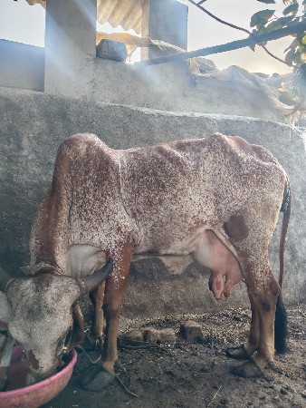 ગાય vesvani se