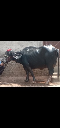 ભેંસ વેચવાનું છે 2 છે