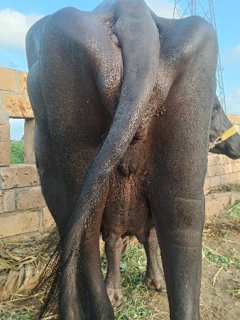 પટેલ કા કલ્યાણપુર દેવભૂમિ દ્વારકા