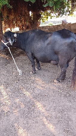 ભેંસ વેચવાની છે