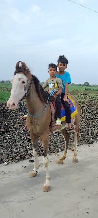 ghodi