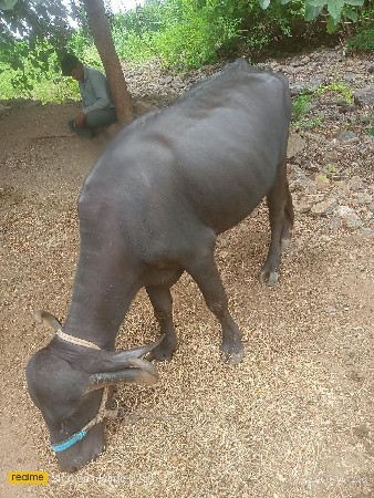 વર્ષ 3.5 ને ખડેલી