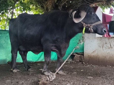 ભેસ વેચવા ની છે