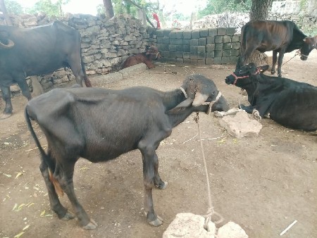3 ખડેલી પાડીયો