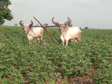બળદ  વેચવાના છે