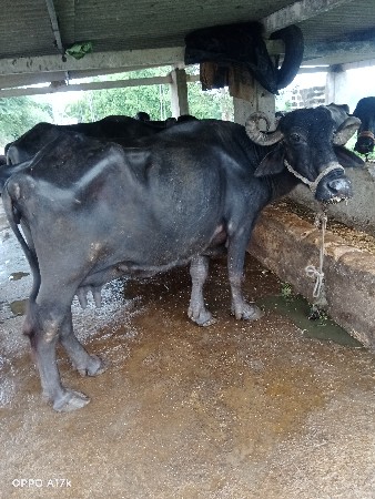 આ ભેંસ