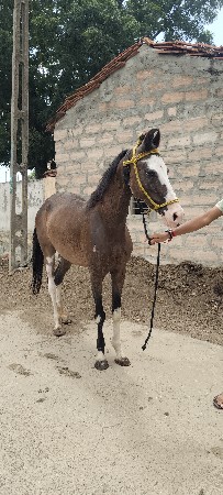 કેડી પંચકાલિયાન