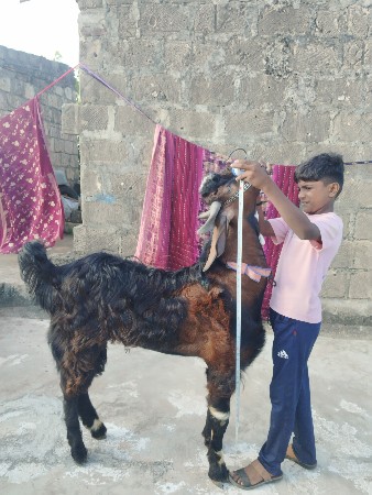 બારાળી નસલ બકરો ⚜️🐾39