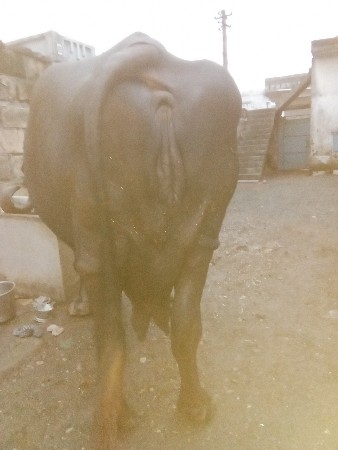 ભેસ વેચવાની છે