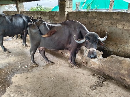 ભેંસ વેચવા ની છે