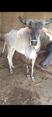 વઢિયારી ઓડકી વેચવાની