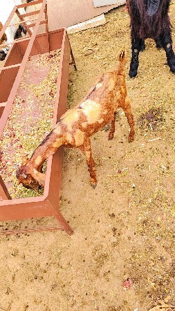 પાઠ વેચવાની છે
