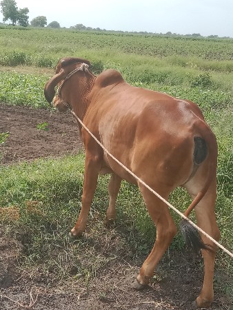 આ દેશી ગીર હોડકિ વેચવાની છે
