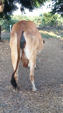 ગાય વેચવાની છે