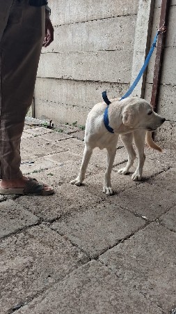 લેબરા ડોગ નવો મહિનાની ફિમેલ