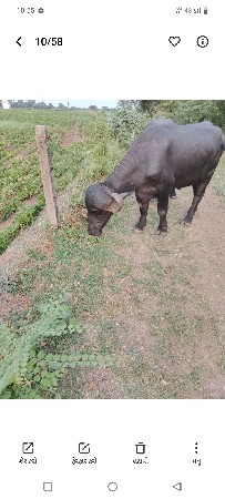 ખડેલું વેચવાનું છે
