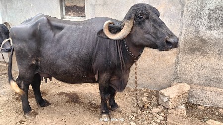 વેચવાની છે