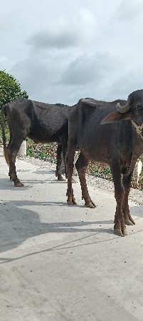 પોરબંદર જિલ્લો