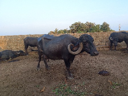 આ ભેસ વેચવાની છે