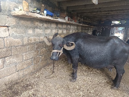 ભેંસ વેચવાની છે
