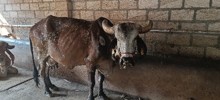 ગાય