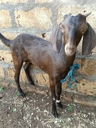 બકરી વેચવાની છે
