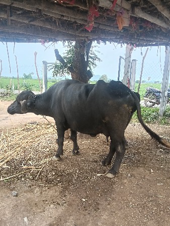 વેચવાની છે