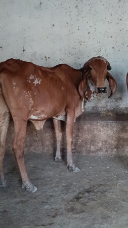 ગીર કાબરી