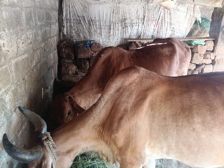 ગાય વેચવાની છે