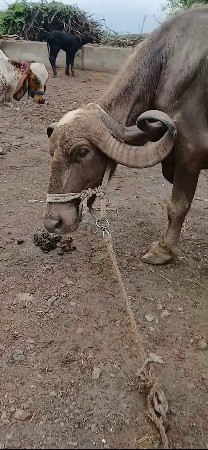 ભેંસુ વેચવા નીછે