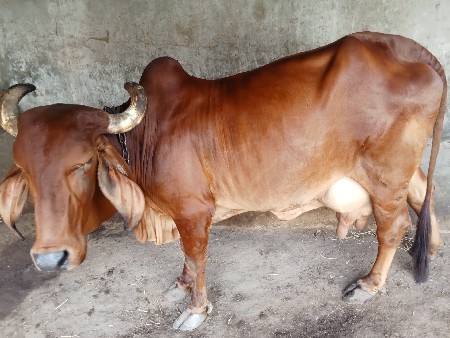 ગાય વેચવાની છે