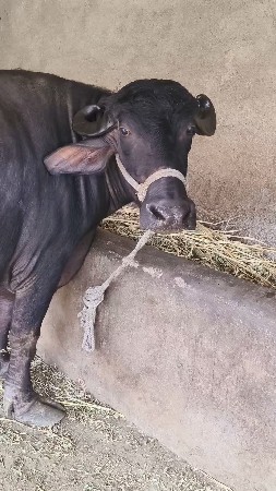 પેલું વેતર ભેંસ વેચવાની છે