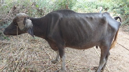 ભેસ વેસવી ઘાભણી છે