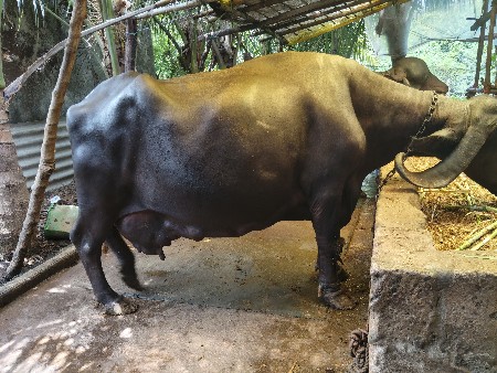 ચોથું વેતર વિયા સે 15 20 દિવસની