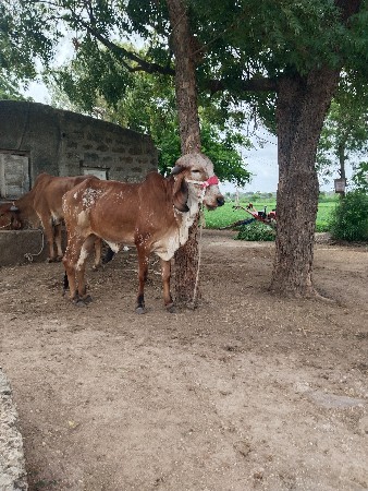 બે ગીર હોડકા વેચવાના છે