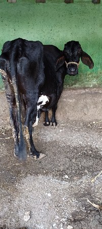 બે ગાય બેય વિહાલ સે