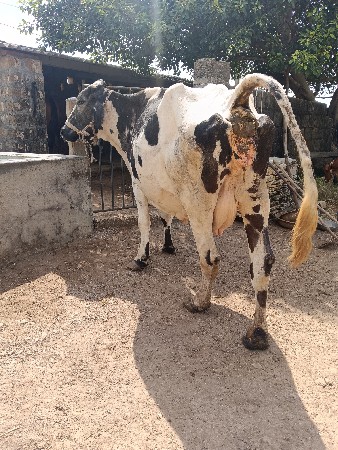 ગાય વેશવાની છે