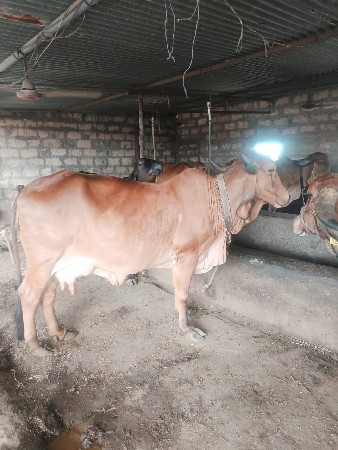 યોરીજલ ગીર ગાય વેસવાની છે