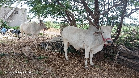 ગોઢલા વેચવા ના છે ગીર બદુડી ફી મા