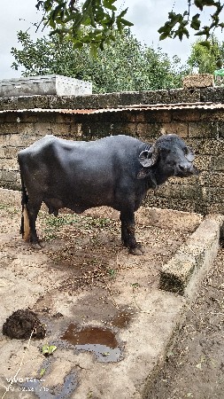 ભેસ વેચવાની છે