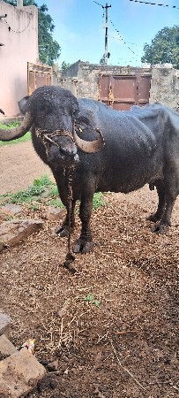 ભેંસ વેચવાની છે