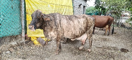 જર્સી ગાય