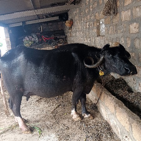 ભેંસ વેચવાની છે ત્રીજું વેતર