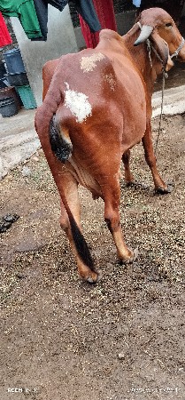 ગીર ગાય આપવાની છે