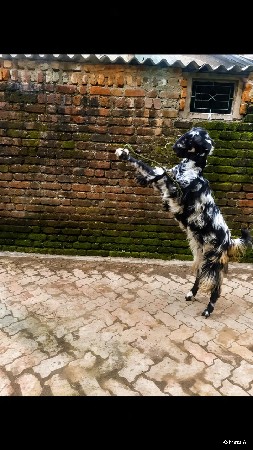 bakri ve cha va ni che