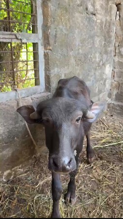 3 પાડી આપવા  છે