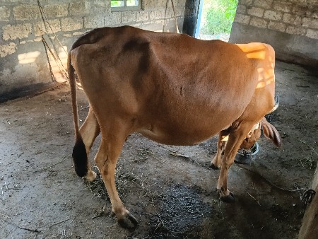 ગાય