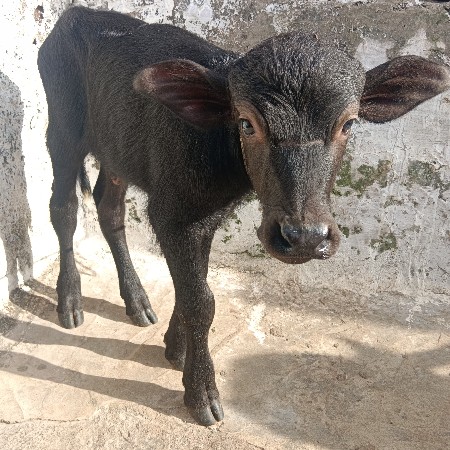 ભેંસ વેશવાનિ છે