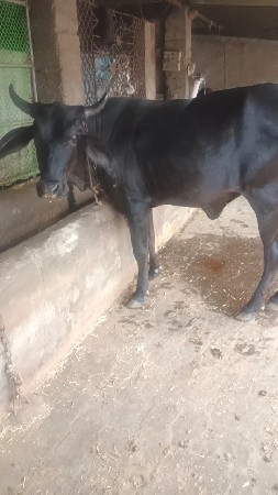 ક્રોસ ઓડકી વેચવાની સે