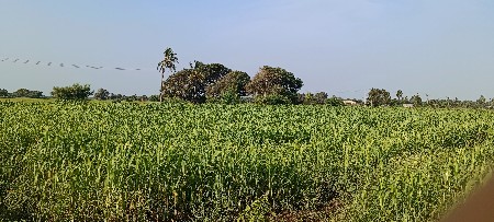 લીલી જુવાર 8વિધાની